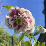 Helleborus hybridus 'Double Ellen White Spotted'