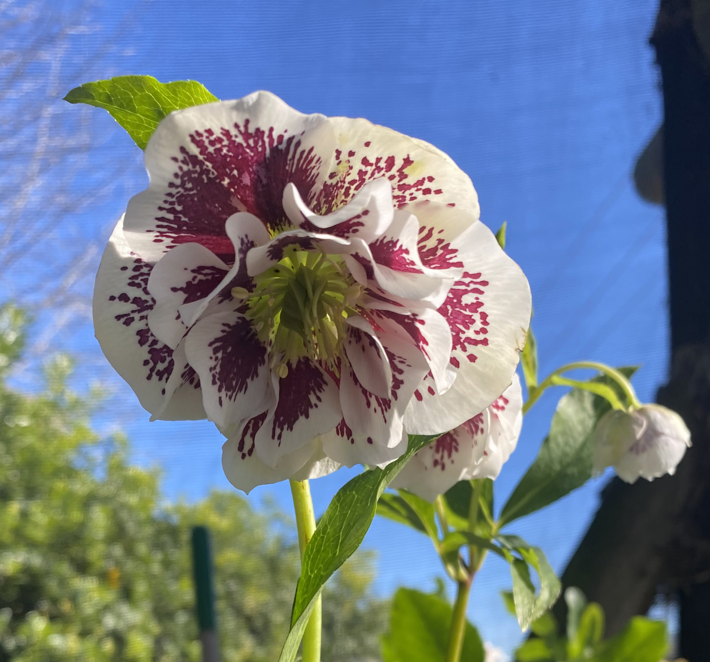 Helleborus-hybridus-Double-Ellen-White-Spotted-a Helleborus hybridus 'Double Ellen White Spotted' - Image 1