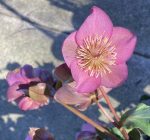 Helleborus x 'Ice-n-Roses Rose' - Image 3