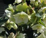 Helleborus x 'Ice-n-Roses White' - Image 2