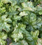 Heuchera x 'Lucid Dreams Kaleidoscope' - Image 2