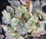 Heuchera x 'Peppermint Spice' - Image 4
