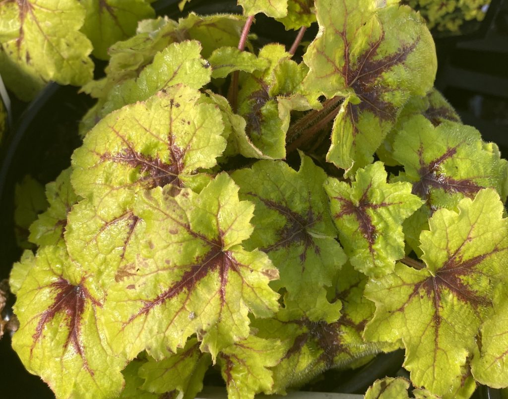 Heucherella x 'Catching Fire' Urban Tree Farm Nursery