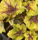 Heucherella x 'Catching Fire' - Image 2