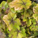 Heucherella x 'Citrus Shock'