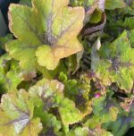 Heucherella x 'Citrus Shock' - Image 2