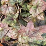 Heucherella x 'Pink Fizz'