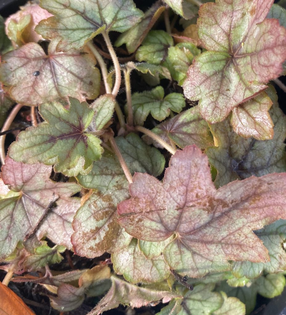 Heucherella x 'Pink Fizz' | Urban Tree Farm Nursery