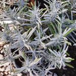 Lavandula intermedia 'Grosso'