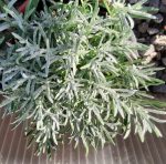 Lavandula intermedia 'Phenomenal' - Image 2