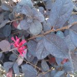 Loropetalum chinense 'Red Diamond'