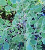 Lotus crassifolius 'Otayensis'