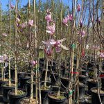 Magnolia x 'Galaxy'