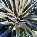 Mangave 'Pineapple Express'