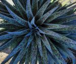 Mangave 'Pineapple Express' - Image 2