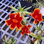 Mimulus 'Jelly Bean Fiesta Marigold'