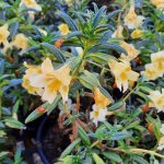 Mimulus 'Jelly Bean Limoncello'