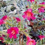 Mimulus 'Jelly Bean Red'