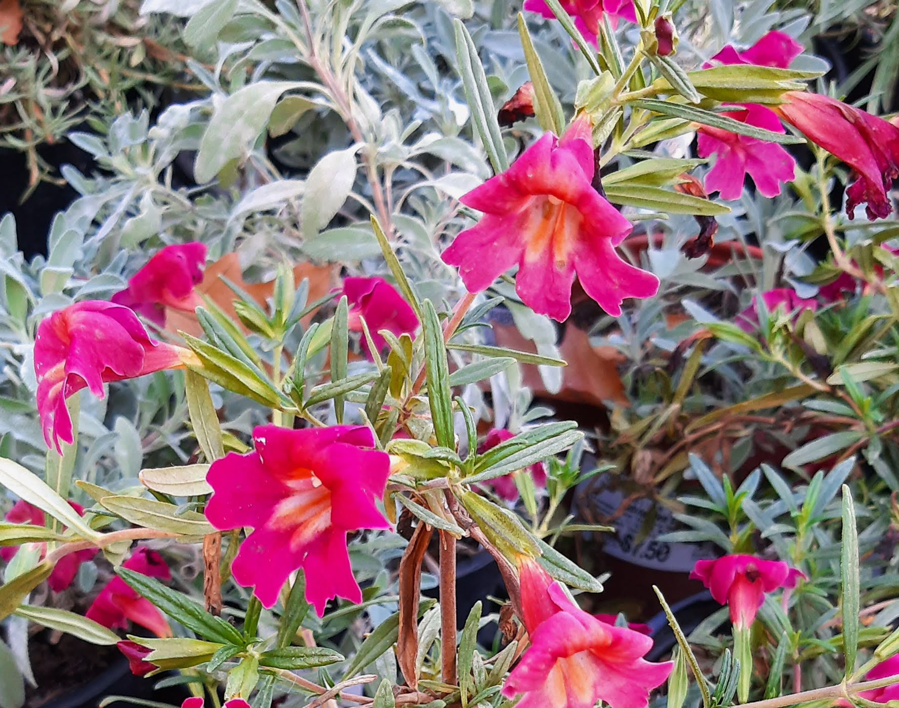 Mimulus-Jelly-Bean-Red-a Mimulus 'Jelly Bean Red' - Image 1