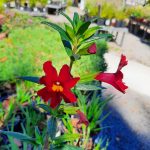 Mimulus 'Jelly Bean Scarlet'