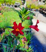 Mimulus 'Jelly Bean Scarlet'