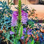 Physostegia virginiana 'Autumn Carnival'