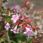 Abelia 'Edward Goucher'