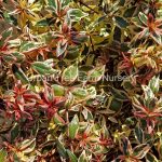 Abelia grandiflora 'Confetti'