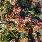 Abelia grandiflora 'Sherwoodii'