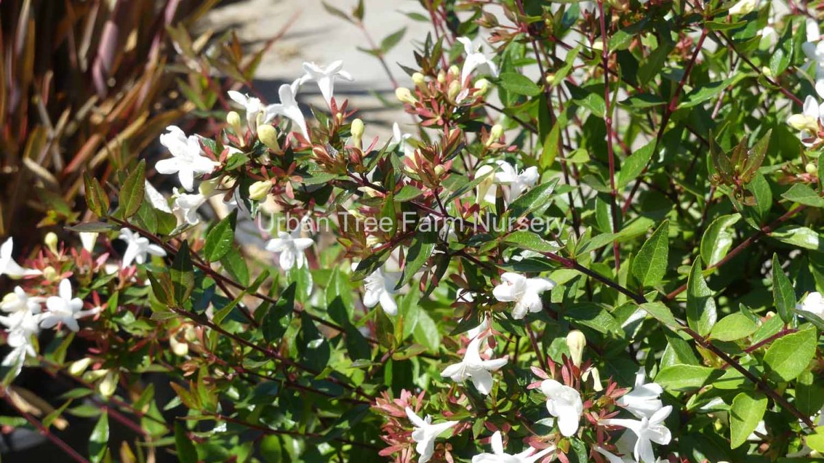 Abelia grandiflora Sherwoodii c