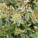 Abelia grandiflora 'Sunrise'