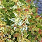 Abelia x grandiflora 'Kaleidoscope' PPAF