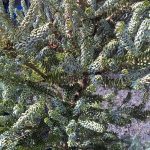 Abies balsamea fraseri