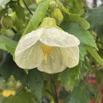 Abutilon hybridum 'Alpha Centauri'