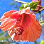 Abutilon hybridum 'Blushing BelleTM'