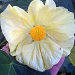 Abutilon hybridum 'Butter Bells TM'
