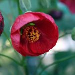 Abutilon hybridum 'Cardinal'