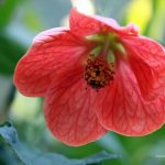 Abutilon hybridum 'Caroline'