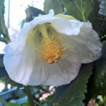 Abutilon hybridum 'Cygnet TM'