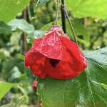 Abutilon hybridum 'Fruit Punch TM'