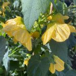 Abutilon hybridum 'Golden Ballerina'