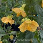Abutilon hybridum 'Golden Ruffles TM'