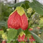 Abutilon hybridum 'Green Eyed Lady TM'