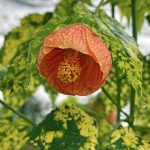Abutilon hybridum 'Mardi Gras'
