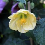 Abutilon hybridum 'Moonchimes'