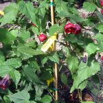 Abutilon hybridum 'Nabob TM'