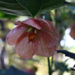 Abutilon hybridum 'Peach'