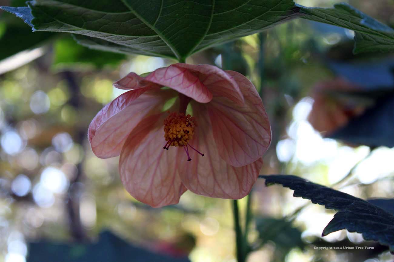 Abutilon-hybridum-Peach-a Abutilon hybridum 'Peach' - Image 1
