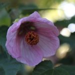 Abutilon hybridum 'Pink'