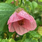 Abutilon hybridum 'Rosalie TM'